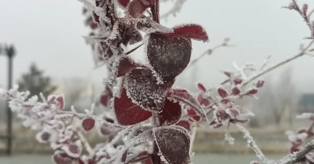 Göle eksi 13 derece, ağaçlar kırağı tuttu Ardahan Haberleri