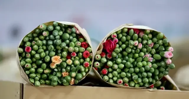 Antalya’da çiçek ihracatı büyüyor: Sektör yeni türlerle dünyaya açılıyor VİDEO İZLE