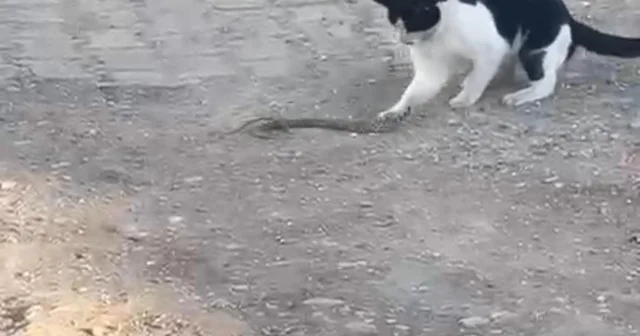 Fareyle oynar gibi yılanla oynadı, ağzıyla kapıp uzaklaştı Siirt Haberleri