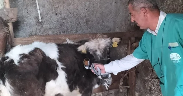 Beyşehir de şap aşısı seferberliği Konya Haberleri