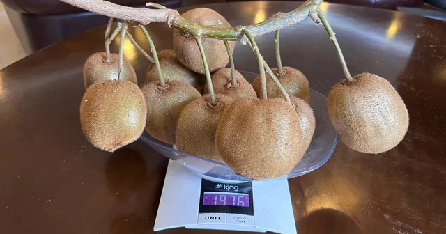 Çarşamba da 180 gramlık kivi tescillendi Samsun Haberleri