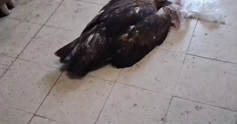 Esnafın kartala ‘kartalcık’ diye seslendiği anlar gündem oldu