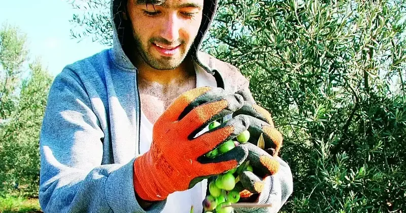 Zeytinde bereket yılı Ekonomi Haberleri