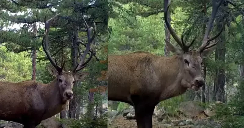 DKMP den kızılgeyik paylaşımı: Unutulmaz bir bakış attı