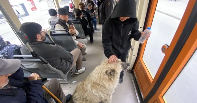 Tramvaya binen sevimli köpek ilgi odağı oldu Köpeği seven küçük çocuk görenleri gülümsetti Eskişehir Haberleri