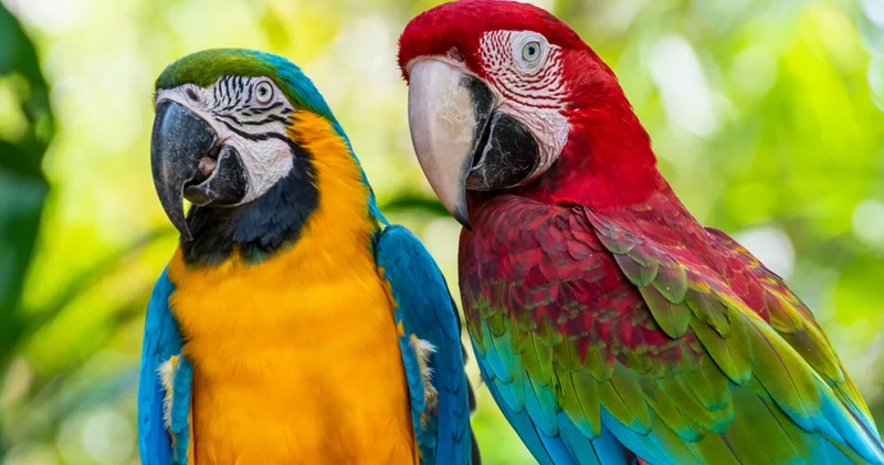 İnsan dilini çözen kuşlar: Papağanlar neden bu kadar iyi taklitçi?