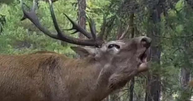 Ankara haberleri DKMP den kızılgeyik ilgi çeken paylaşımı 20 Kasım 2025