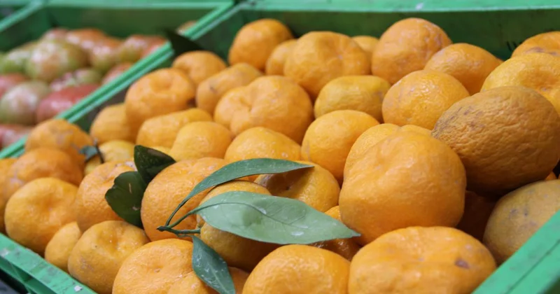 Zirai ilaç kalıntısı bulunan 6 bin 100 kilogram mandalina imha edildi