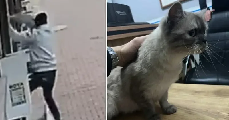 Esenyurt ta en sonunda bu da oldu: Balkona tırmanıp cins kediyi çaldı İstanbul Haberleri