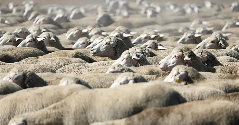 TİGEM, 300 reforme küçükbaş hayvan satacak