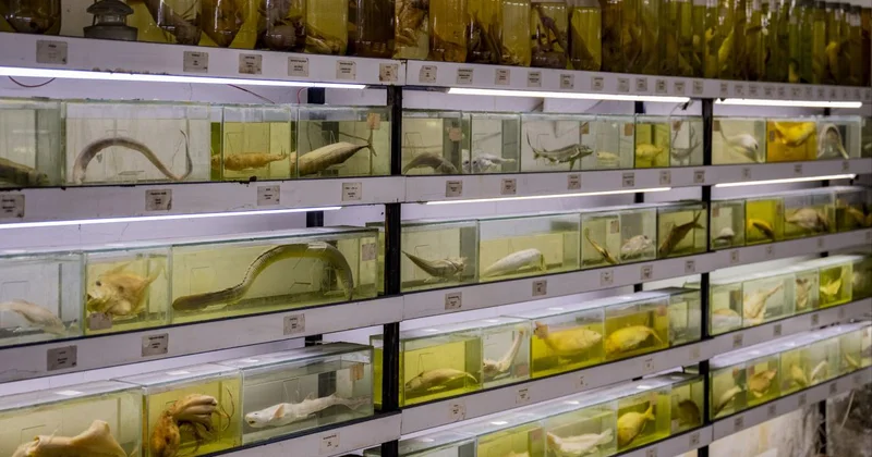 Denizlerde yaşayan balık türlerindeki azalma alarm veriyor