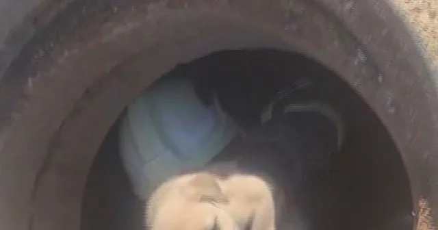 Hatay da 6 metrelik çukurda mahsur kalan yavru köpeği itfaiye kurtardı Hatay Haberleri