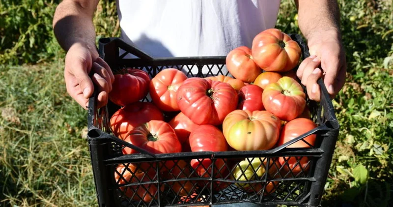 Zirai ilaçlar reçete ile satılacak: O düzenlemenin detaylarına Habertürk ulaştı Son dakika haberleri