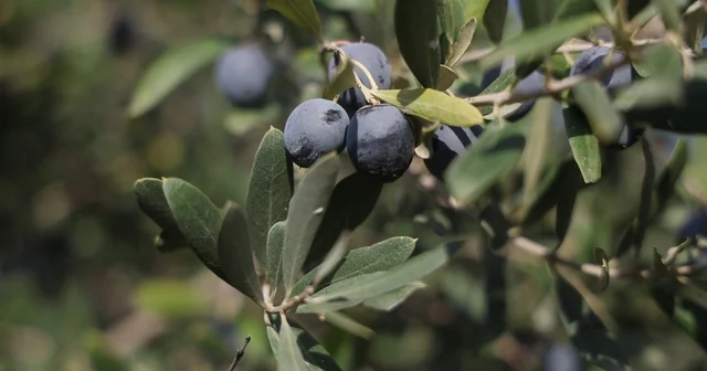 Hatay da 17 milyon 102 bin ağaçta, 201 bin ton zeytin rekoltesi bekleniyor Hatay Haberleri