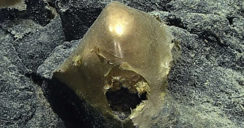 Okyanusun dibinde ortaya çıktı: Altın renginde ama ne olduğu çözülemiyor Sözcü Gazetesi