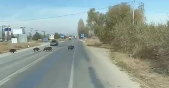 Beyşehir de kara yoluna çıkan yaban domuzu sürüsü böyle görüntülendi Konya Haberleri