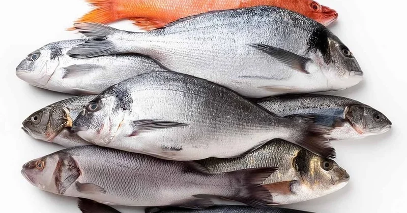 Balık denince akla hemen hamsi, somon, palamut geliyor, B12 depolarını fulleyen bu balık Türklerin sofrasına uğramıyor Sözcü Gazetesi