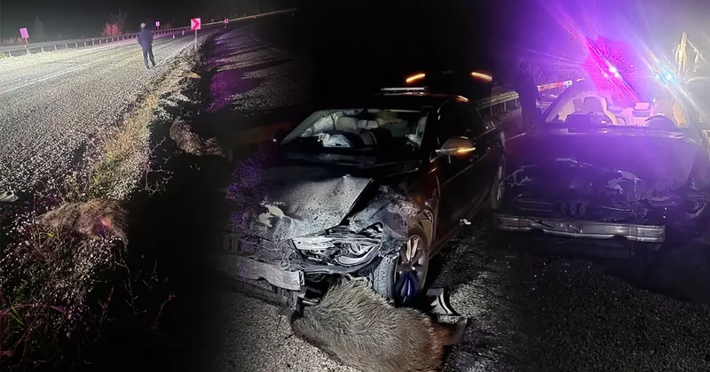 Belediye Başkanı Metin Gürbüz ün bulunduğu aracın önüne atladılar! Araba pert oldu, domuzlar telef