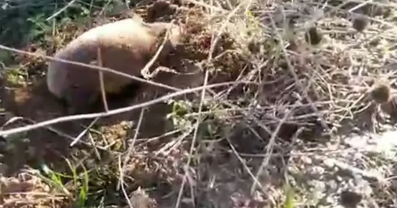 Yer altının gizemli canlısı Manisa’da ortaya çıktı