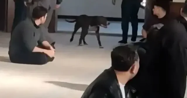 Kocaeli nde Cuma vaazı sırasında camiye pitbull girdi: Cemaat büyük panik yaşadı VİDEO İZLE
