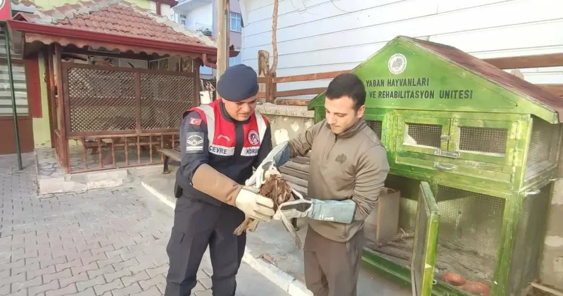 Karaman da yaralı bulunan kızıl şahin koruma altına alındı