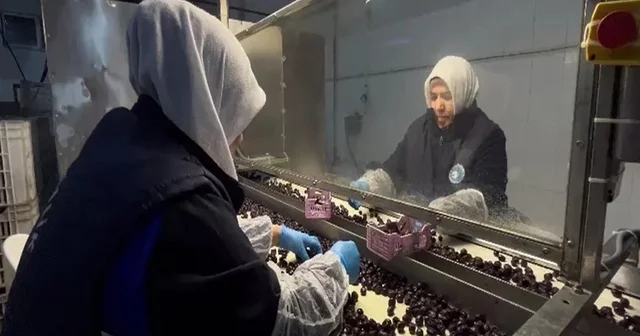 65 ülkeye ihraç edilen Türk zeytini, zeytinyağlı çikolata ve kozmetik ürünlerle de raflarda yer alacak Bursa Haberleri