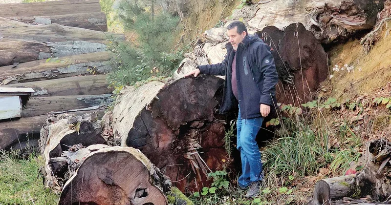 1183 yaşındaki bir ağacın hikâyesi