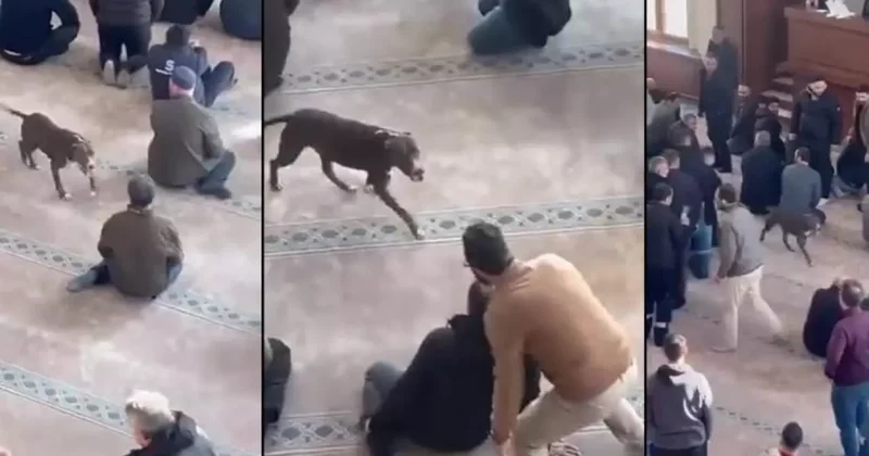 Camiye giren pitbull yakalandı, sahibi hakkında karar