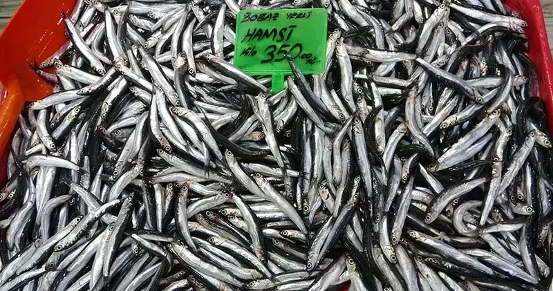 Karadeniz deki av baskısı hamsi popülasyonunu göçe zorladı