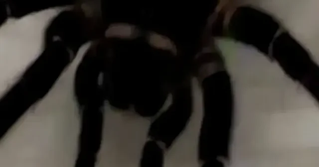 Burdur’da evde egzotik hayvanlar ele geçirildi VİDEO İZLE