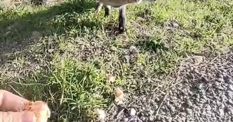 Tarihi Alan da insanlara alışan tilki bölgenin maskotu oldu