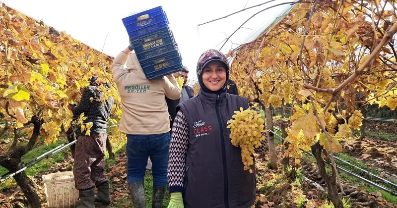 Yeni yıl üzümleri yola çıkmaya başladı