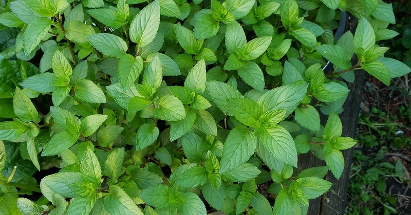 Ülkede bahçenize nane dikin çağrısı yapıldı: İşte nedeni Sözcü Gazetesi