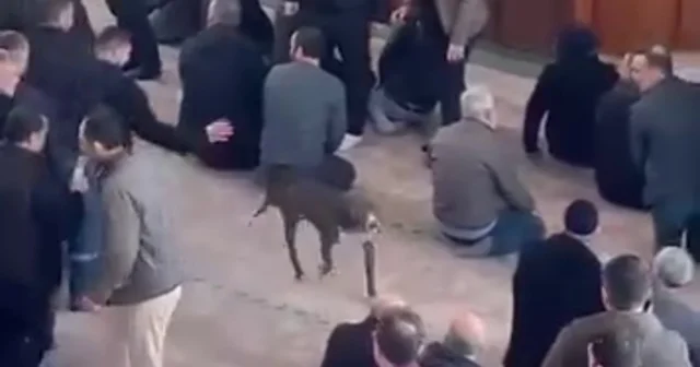 Cuma vaazı sırasında camiye pitbullun girdiği anlar kamerada Kocaeli Haberleri