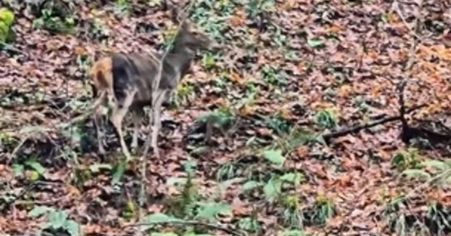 Yedigöller de ormanda gezinen geyikler kamerada Bolu Haberleri