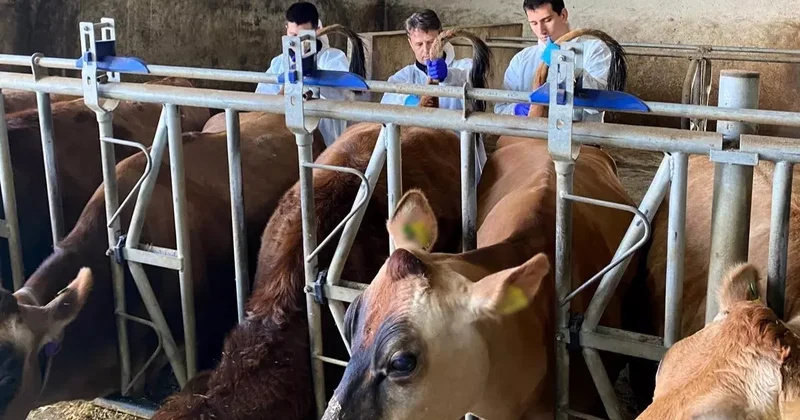 Kırklareli nde büyükbaş hayvan işletmelerinde hastalıktan ari kontrolleri