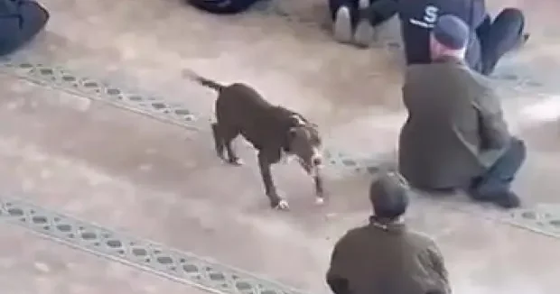 Kocaeli haberleri Yer: Kocaeli! Camiye pitbull girdi 20 Aralık 2025