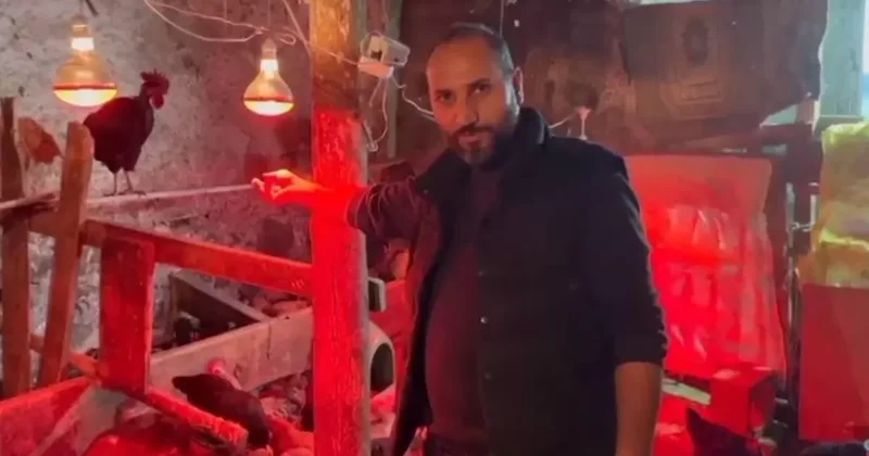 Tavuklara müzikli terapi: Yumurta verimi arttı