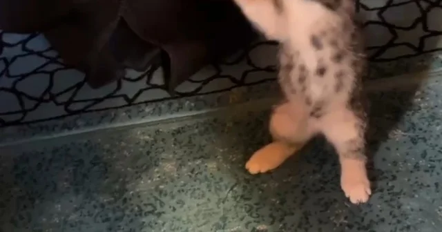 Yavru kedi camide vaaz sırasında cemaatle ve tesbihle oynadı Gümüşhane Haberleri