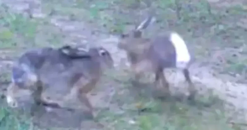 Edirne de yaban tavşanları fotopakana yansıdı