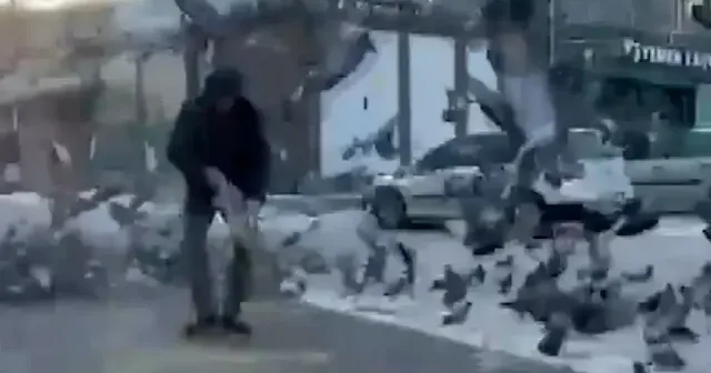 Ardahan’da esnaftan yürek ısıtan dayanışma: Güvercinler için imece usulü seferber oldular VİDEO İZLE