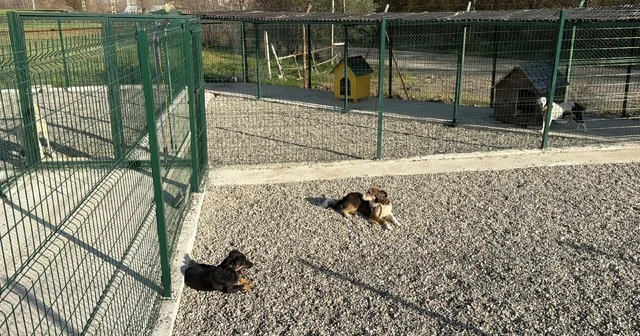Kampüsteki hayvanlar için doğal yaşam alanı oluşturuldu Bartın Haberleri