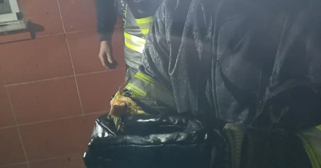 Zonguldak ta alevler geceyi aydınlattı, itfaiye papağanı yangın ortasından kurtardı Zonguldak Haberleri