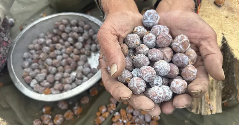 Torosların zirvesinden gelen mucize! Kilosu 500 lira: Yok satıyor