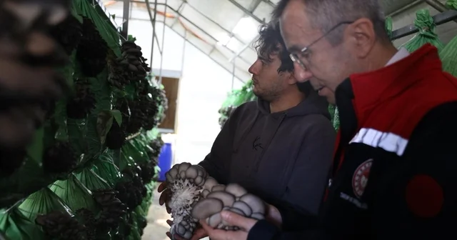 Bilecik te yüzde 100 hibeli istiridye mantar üretimi başladı Bilecik Haberleri