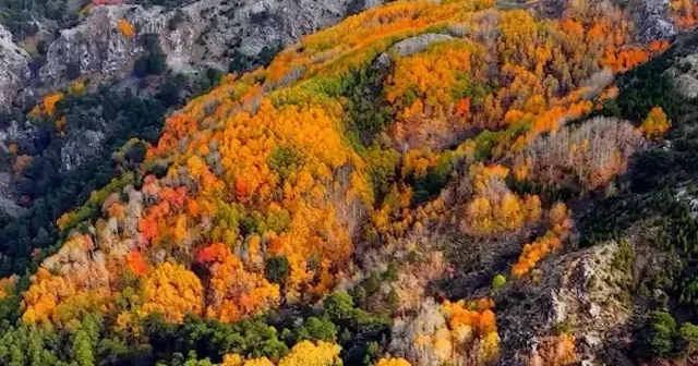 Denizli Çameli nde bulunan titrek kavak ormanları mest etti VİDEO İZLE