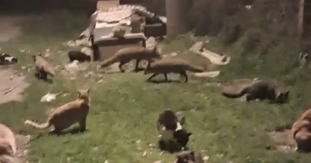 Kedi ve tilkilerin yan yana beslendiği anlar kamerada Balıkesir Haberleri