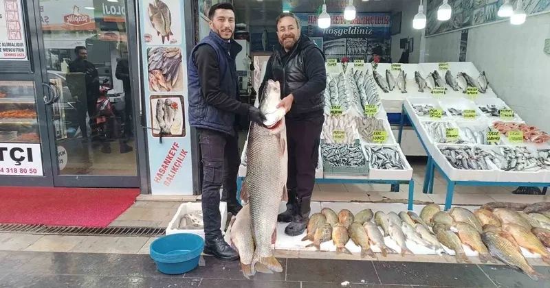 Batman’da dev turna balığı ilgi odağı oldu