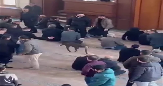 Camiye giren pitbullun sahibine adli ve idari işlem yapıldı Kocaeli Haberleri