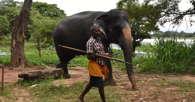 Hindistan da yolcu treni fillere çarptı: 7 fil telef oldu